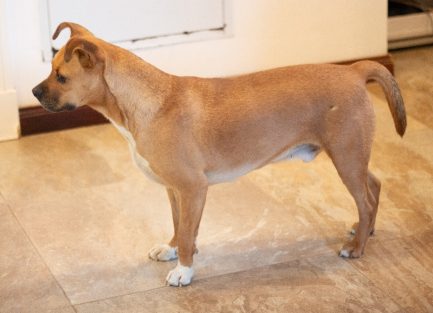 Pedro en adopción - Refugio Don Torcuato