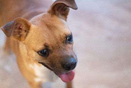 Pedro en adopción - Refugio Don Torcuato