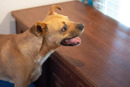 Pedro en adopción - Refugio Don Torcuato