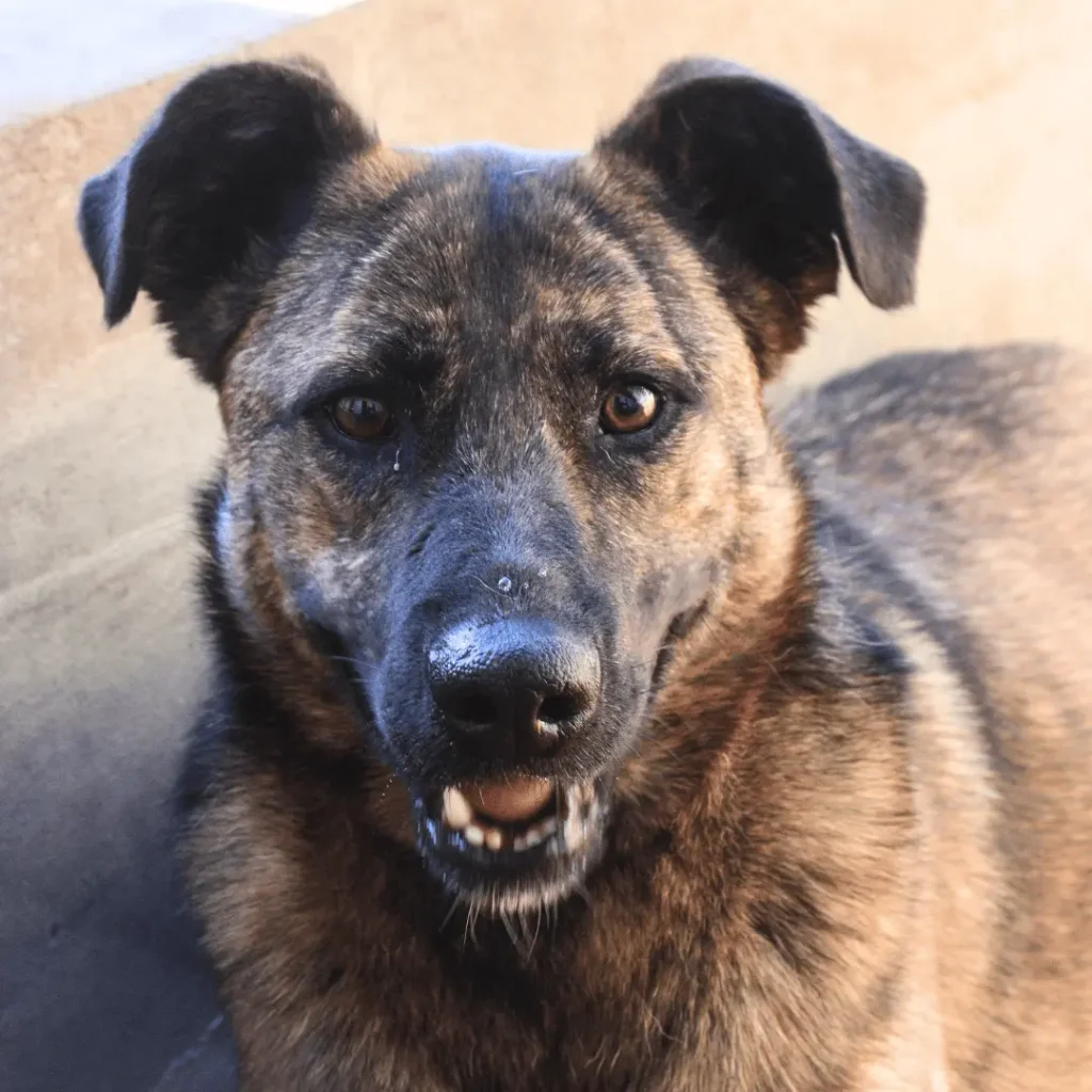 Roberta en adopción - Refugio Don Torcuato