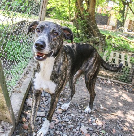 Rony en adopción - Refugio Don Torcuato