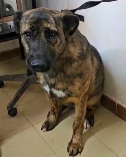Roberta en adopción - Refugio Don Torcuato