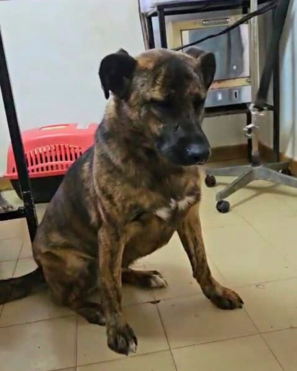 Roberta en adopción - Refugio Don Torcuato