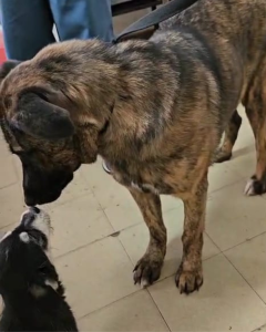 Perrita Renata necesita madrinas o padrinos - Refugio Don Torcuato