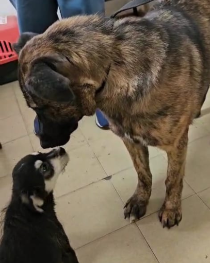 Roberta en adopción - Refugio Don Torcuato