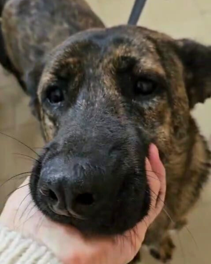Roberta en adopción - Refugio Don Torcuato