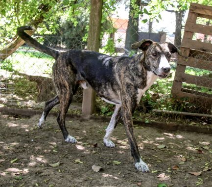Rony en adopción - Refugio Don Torcuato