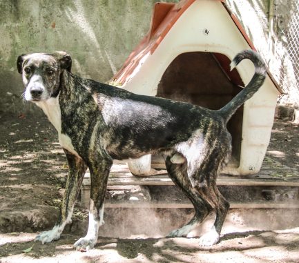 Rony en adopción - Refugio Don Torcuato