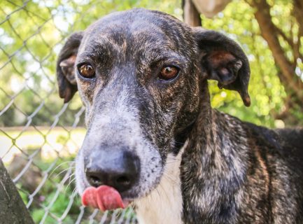 Rony en adopción - Refugio Don Torcuato