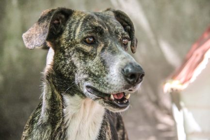 Rony en adopción - Refugio Don Torcuato