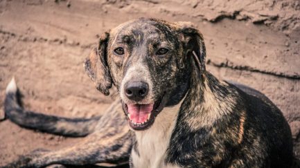 Rony en adopción - Refugio Don Torcuato
