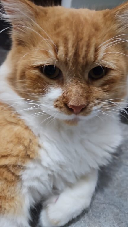 Rubio en adopción - Refugio Don Torcuato
