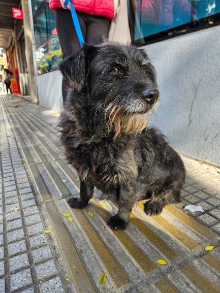 Sushi en adopción - Refugio Don Torcuato