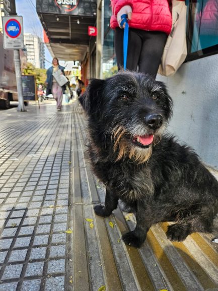 Sushi en adopción - Refugio Don Torcuato