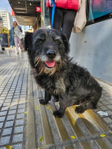 Sushi en adopción - Refugio Don Torcuato