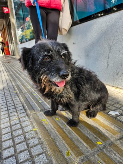 Sushi en adopción - Refugio Don Torcuato