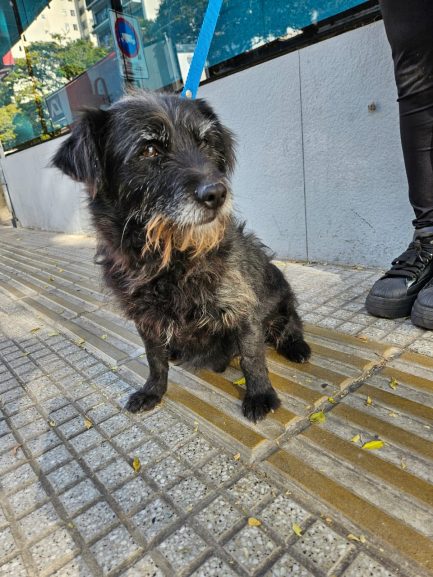 Sushi en adopción - Refugio Don Torcuato