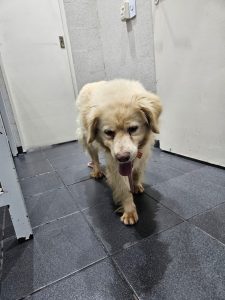 Thelma en adopción - Refugio Don Torcuato