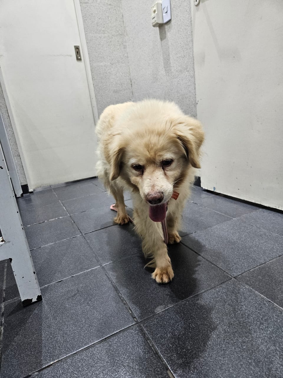 Thelma en adopción - Refugio Don Torcuato