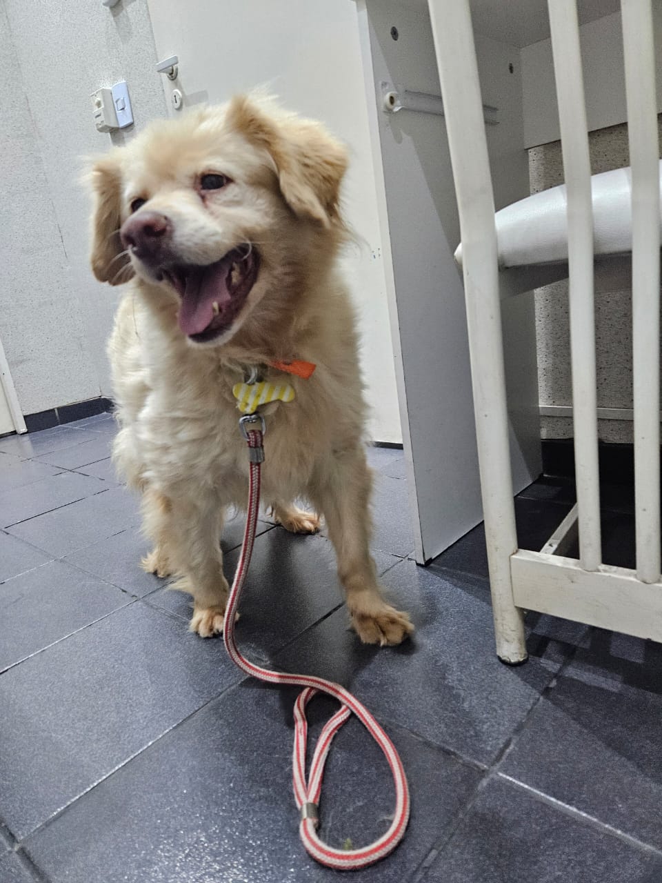 Thelma en adopción - Refugio Don Torcuato