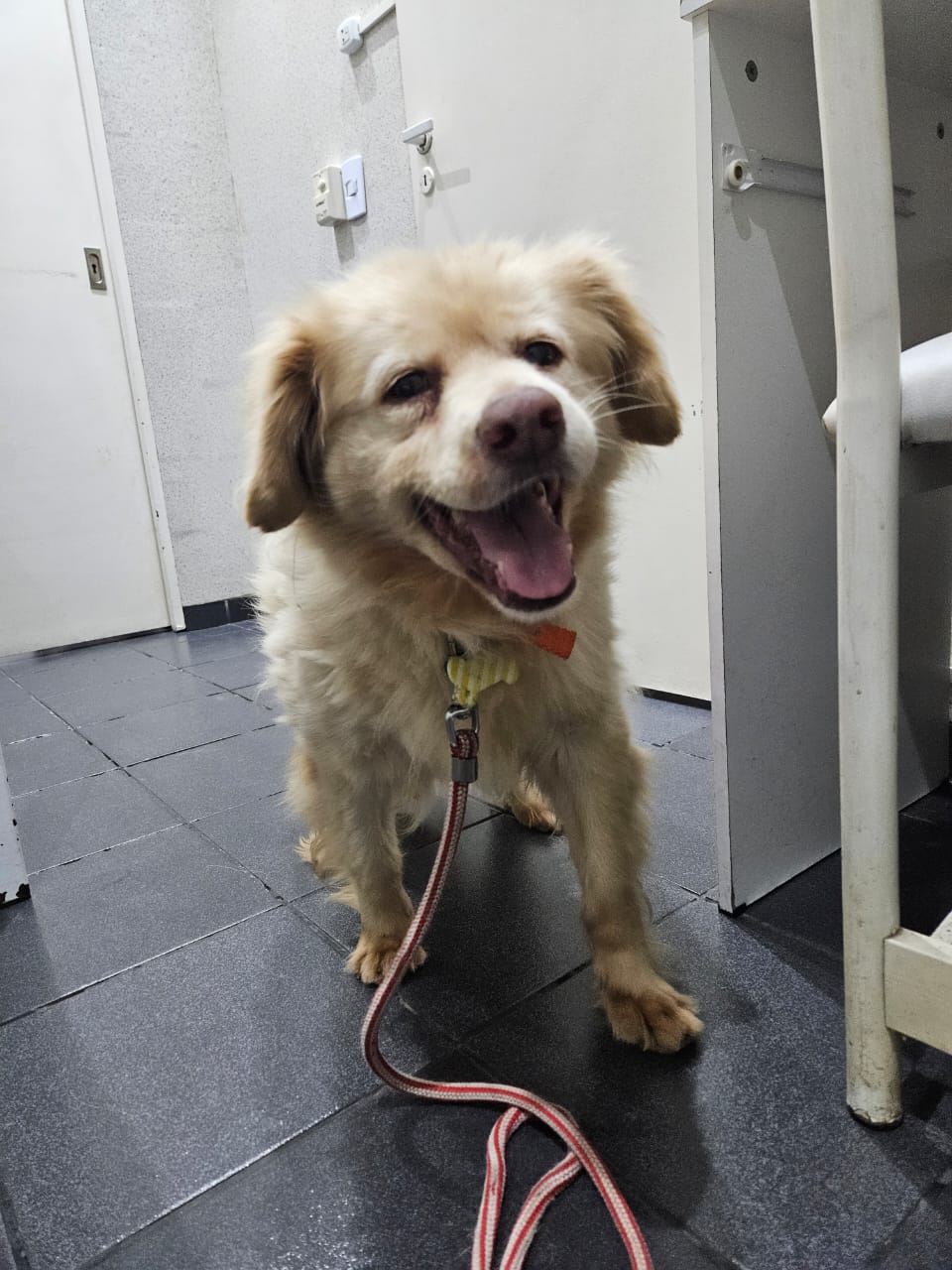 Thelma en adopción - Refugio Don Torcuato