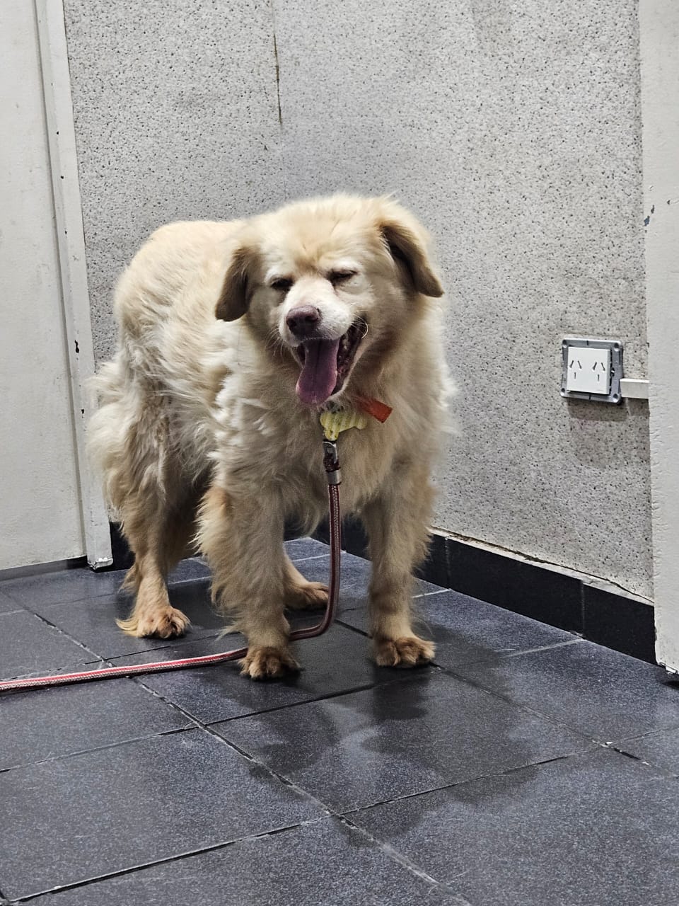 Thelma en adopción - Refugio Don Torcuato