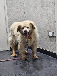 Thelma en adopción - Refugio Don Torcuato