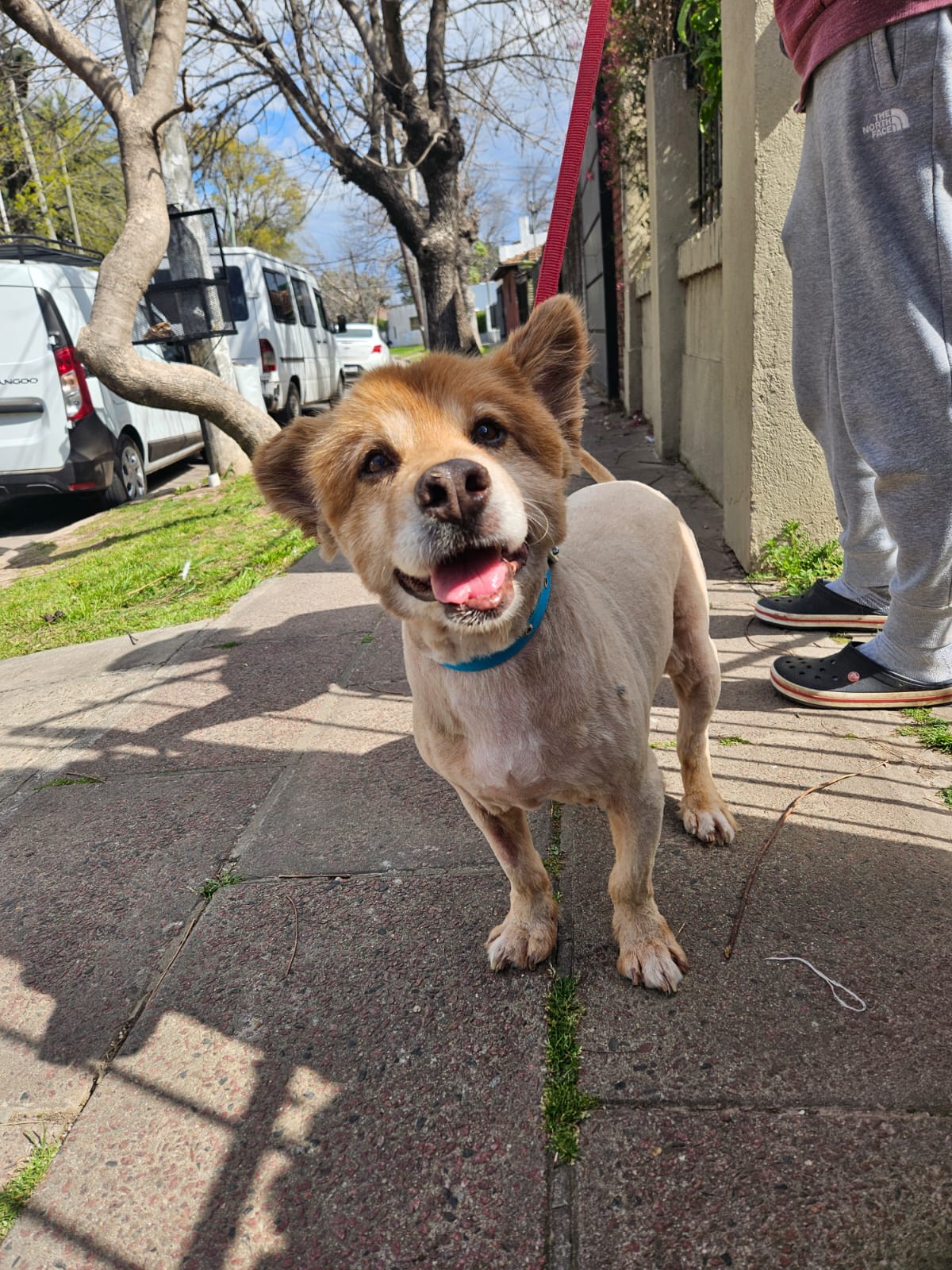 Soy Mostaza y necesito alimento balanceado renal