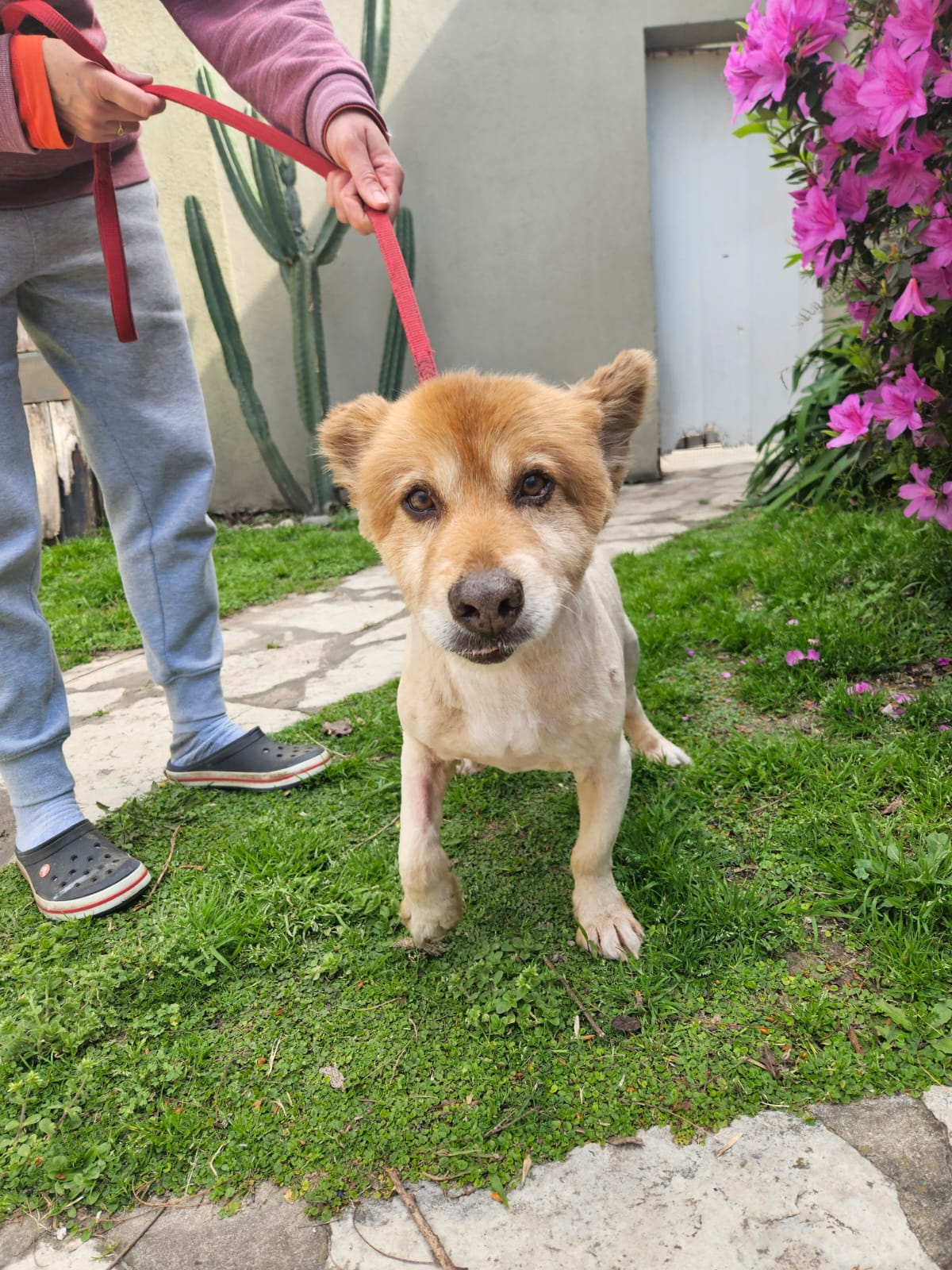 Soy Mostaza y necesito alimento balanceado renal