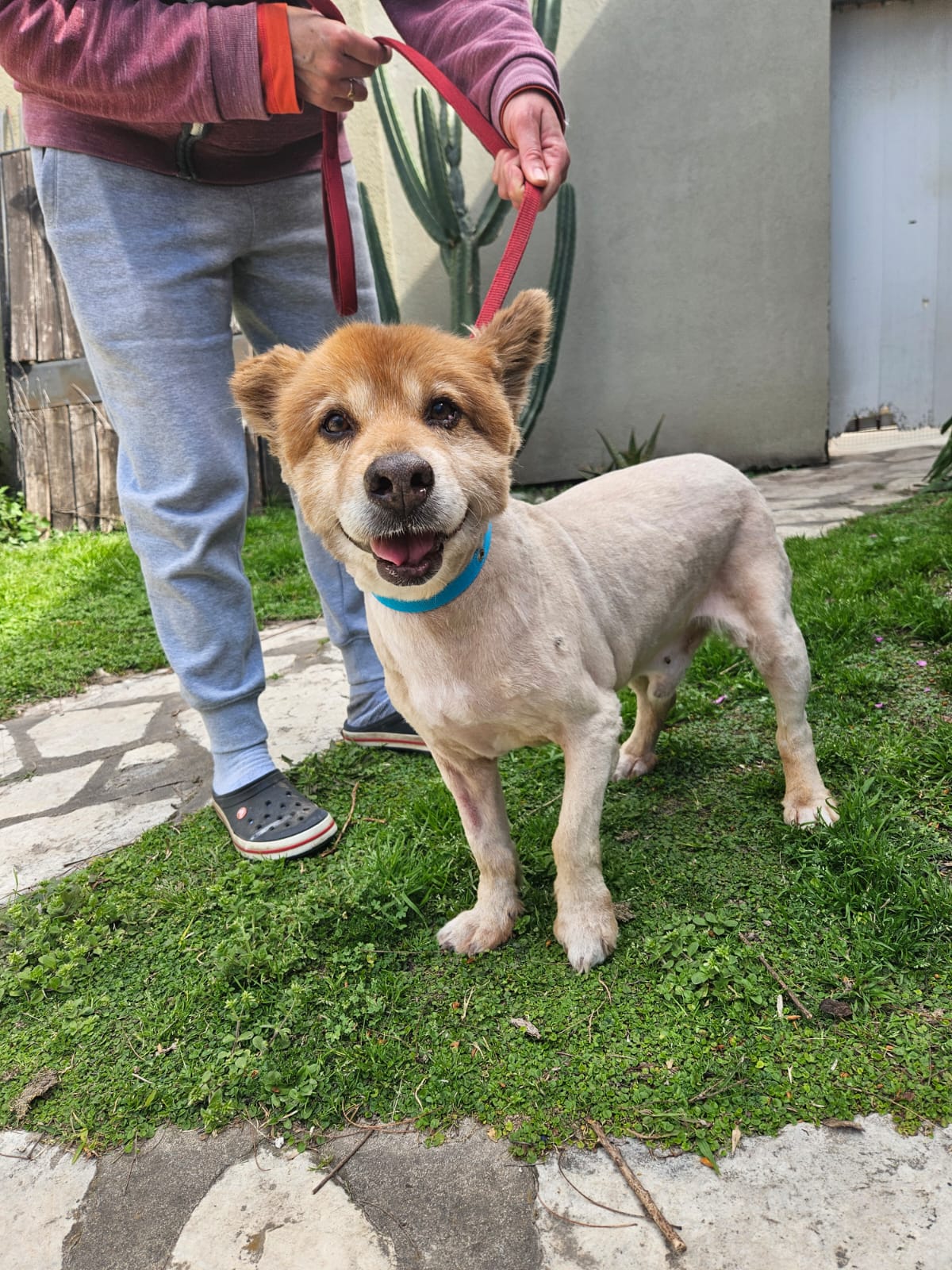 Soy Mostaza y necesito alimento balanceado renal