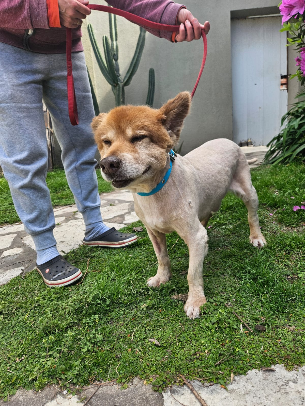 Soy Mostaza y necesito alimento balanceado renal