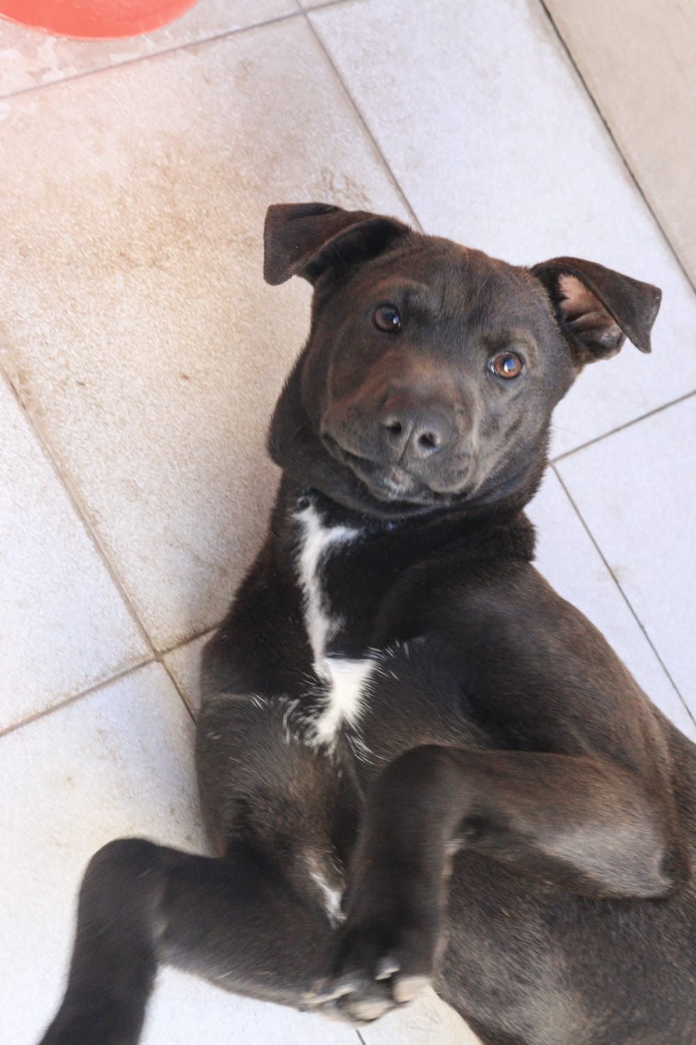 Draco en adopción - Refugio Don Torcuato