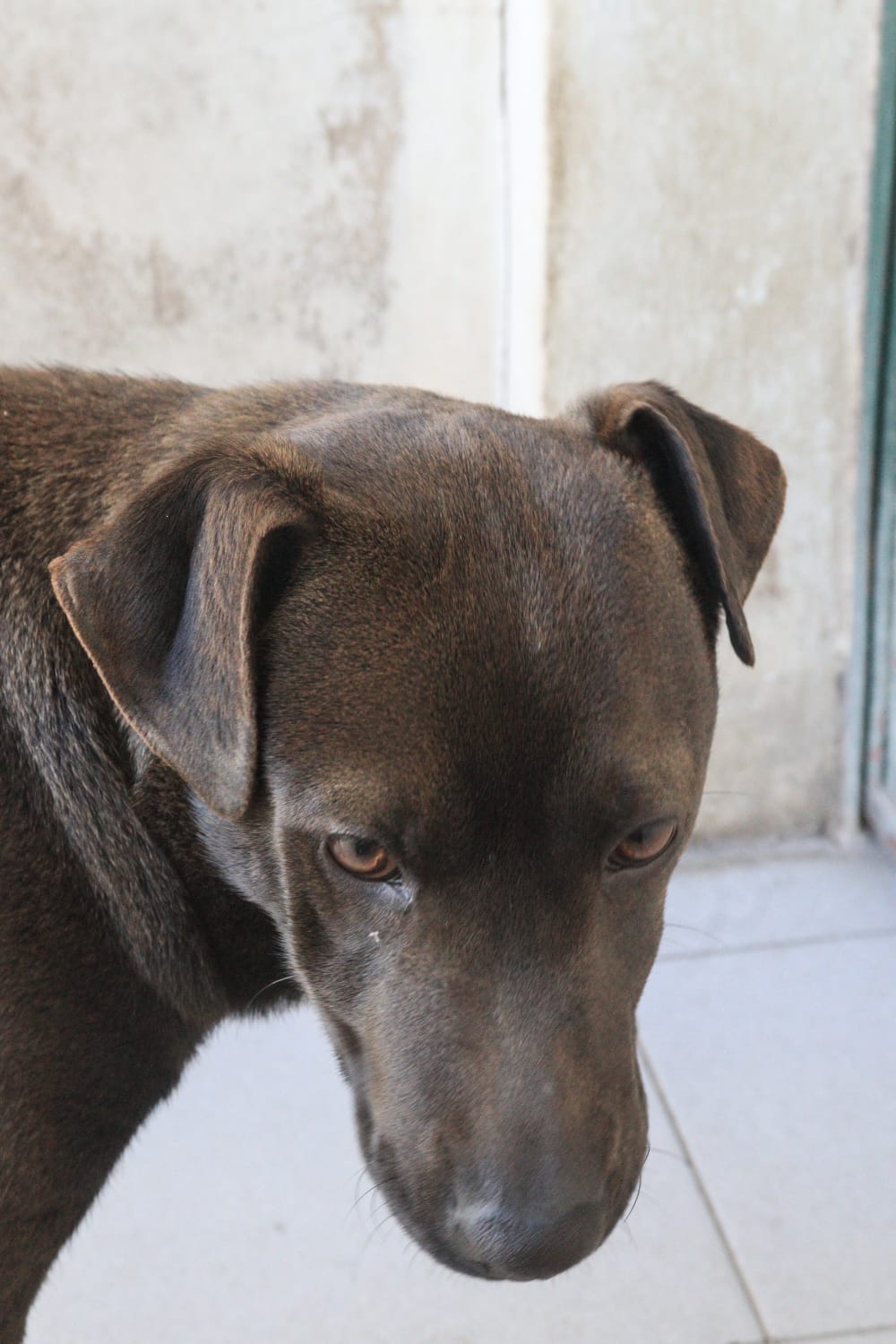 Draco en adopción - Refugio Don Torcuato
