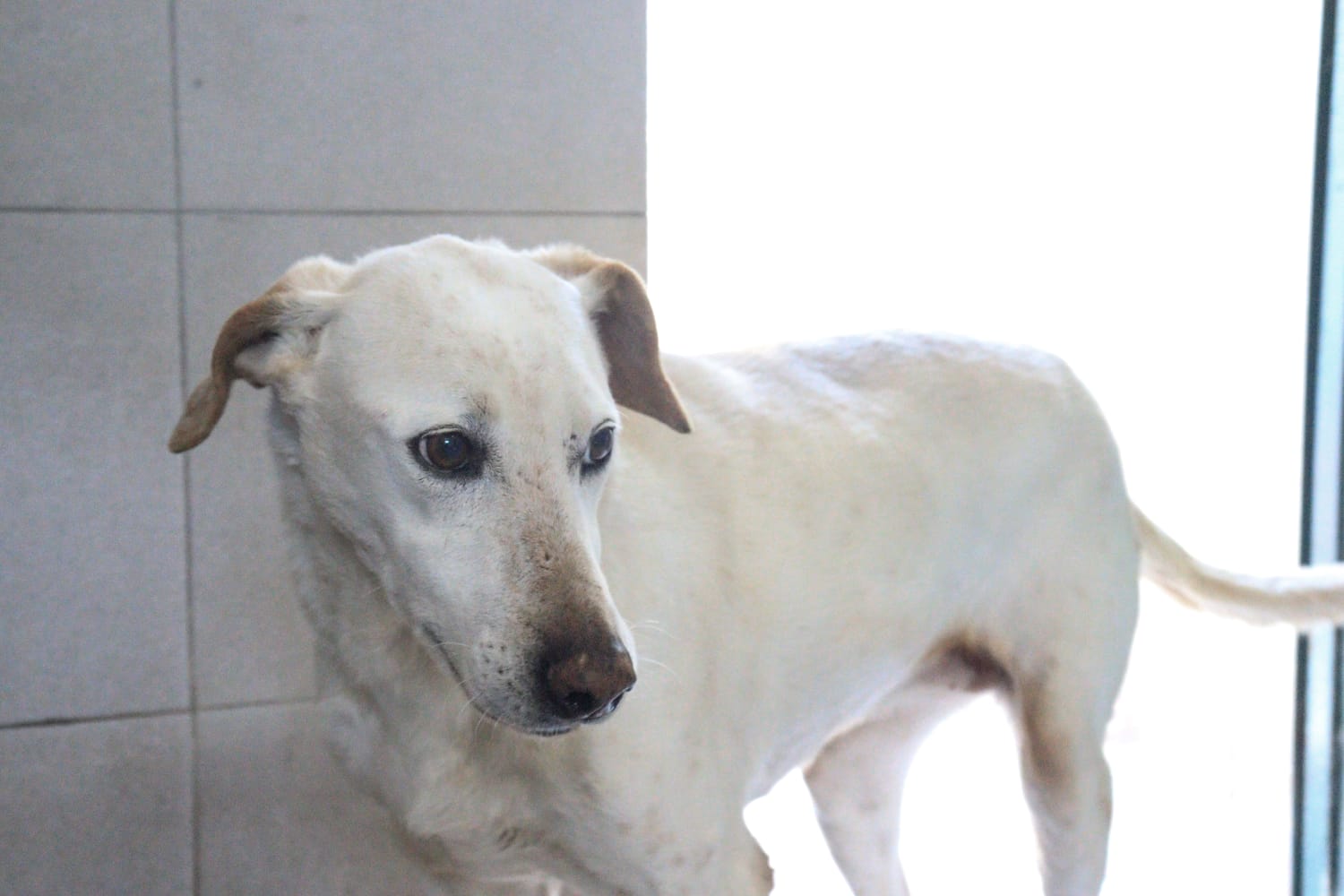 Tita en adopción - Refugio Don Torcuato