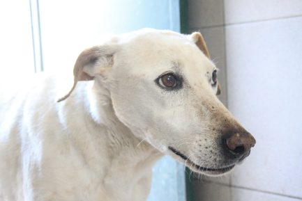 Tita en adopción - Refugio Don Torcuato