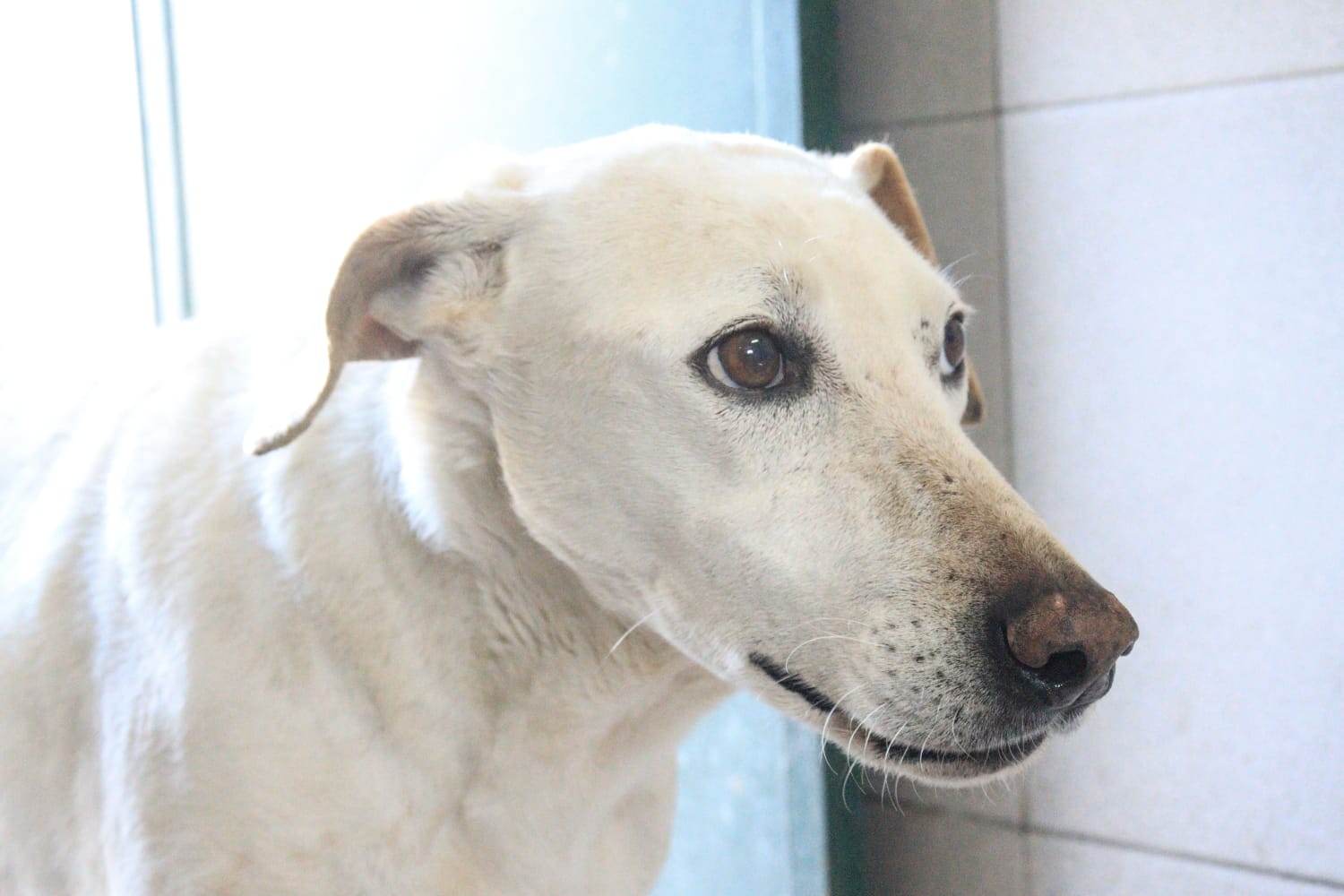 Tita en adopción - Refugio Don Torcuato