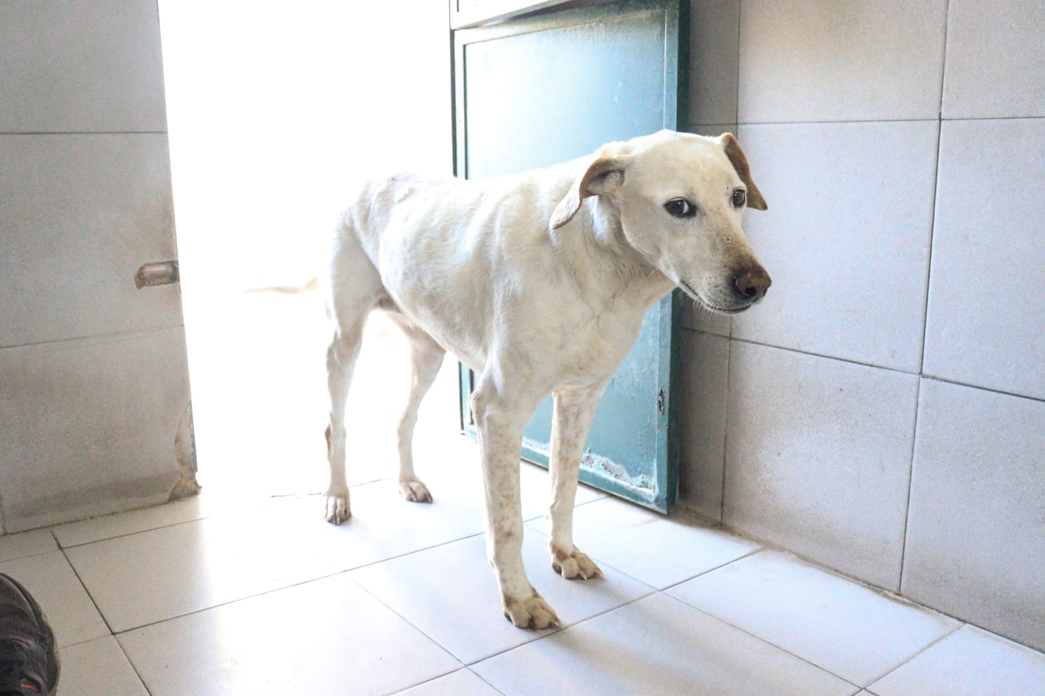 Tita en adopción - Refugio Don Torcuato