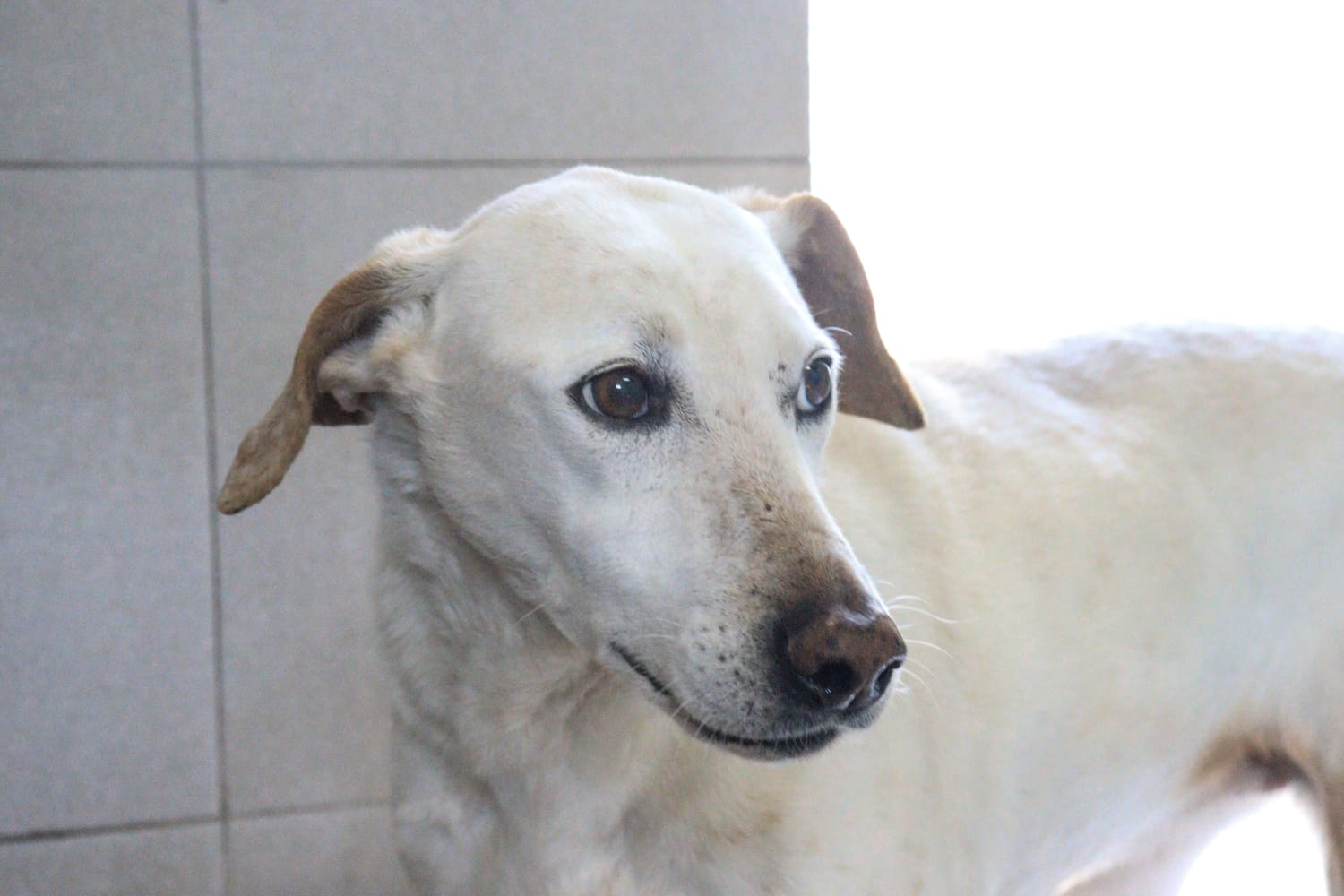 Tita en adopción - Refugio Don Torcuato