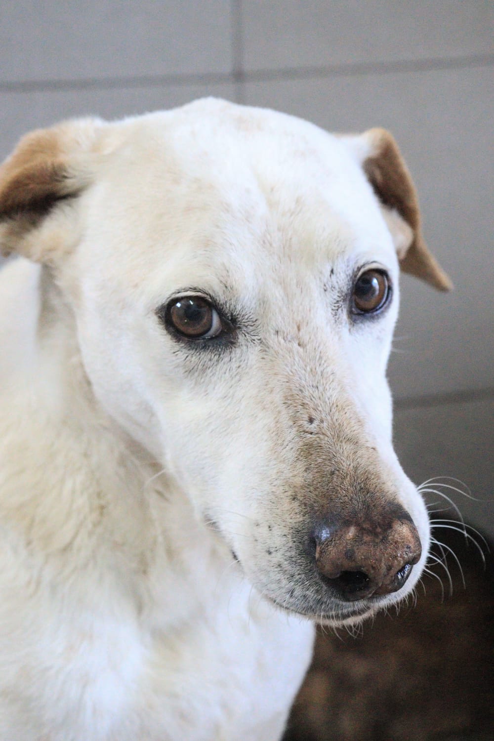 Tita en adopción - Refugio Don Torcuato