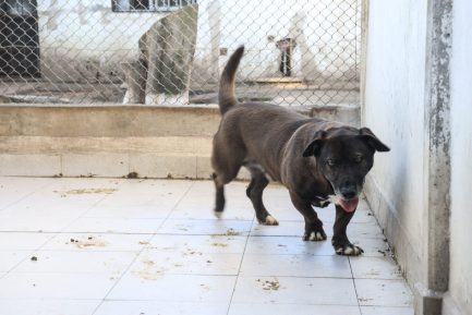 Lobito en adopción - Refugio Don Torcuato