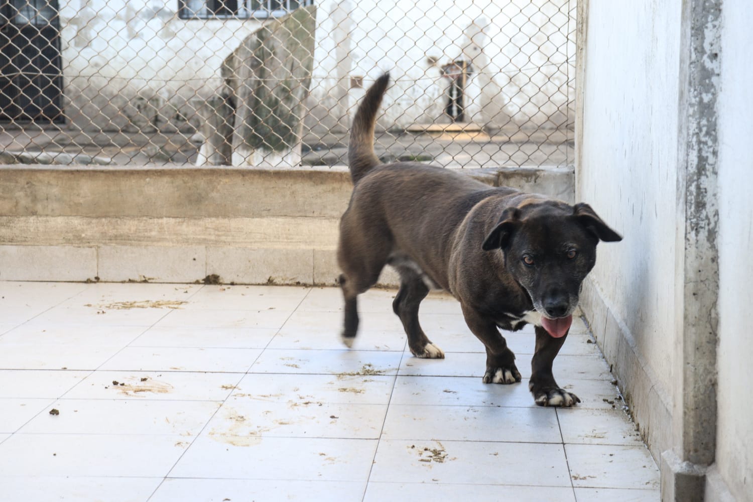 Lobito en adopción - Refugio Don Torcuato