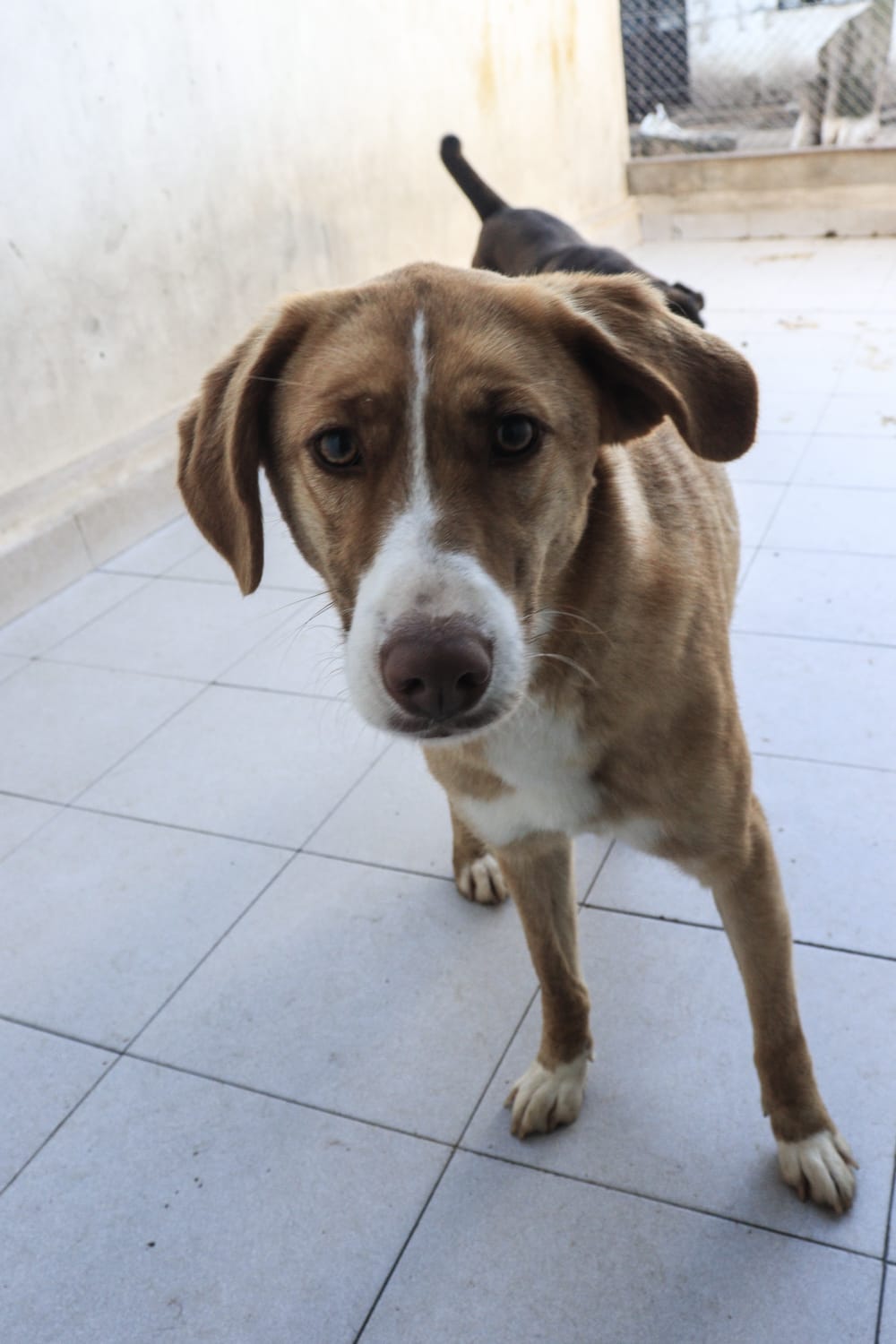 Luisa en adopción - Refugio Don Torcuato