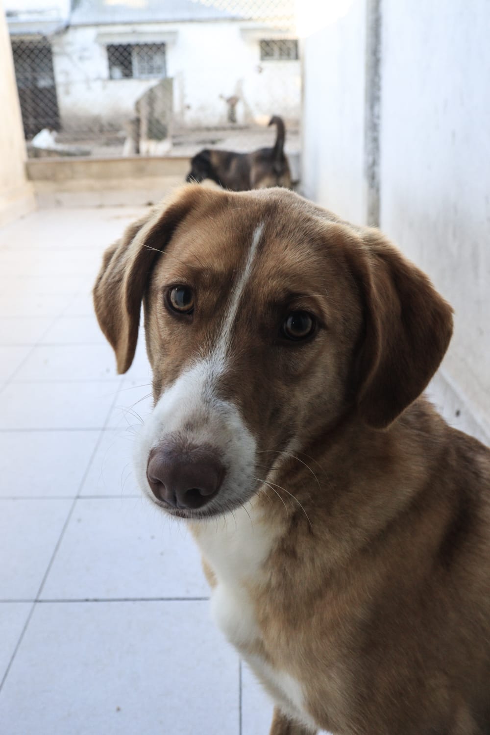 Luisa en adopción - Refugio Don Torcuato