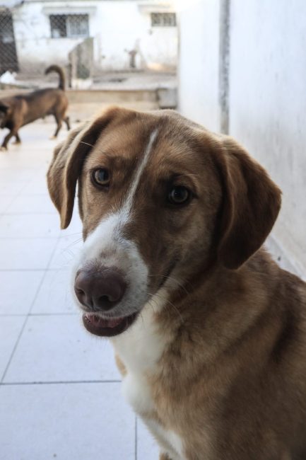 Luisa en adopción - Refugio Don Torcuato