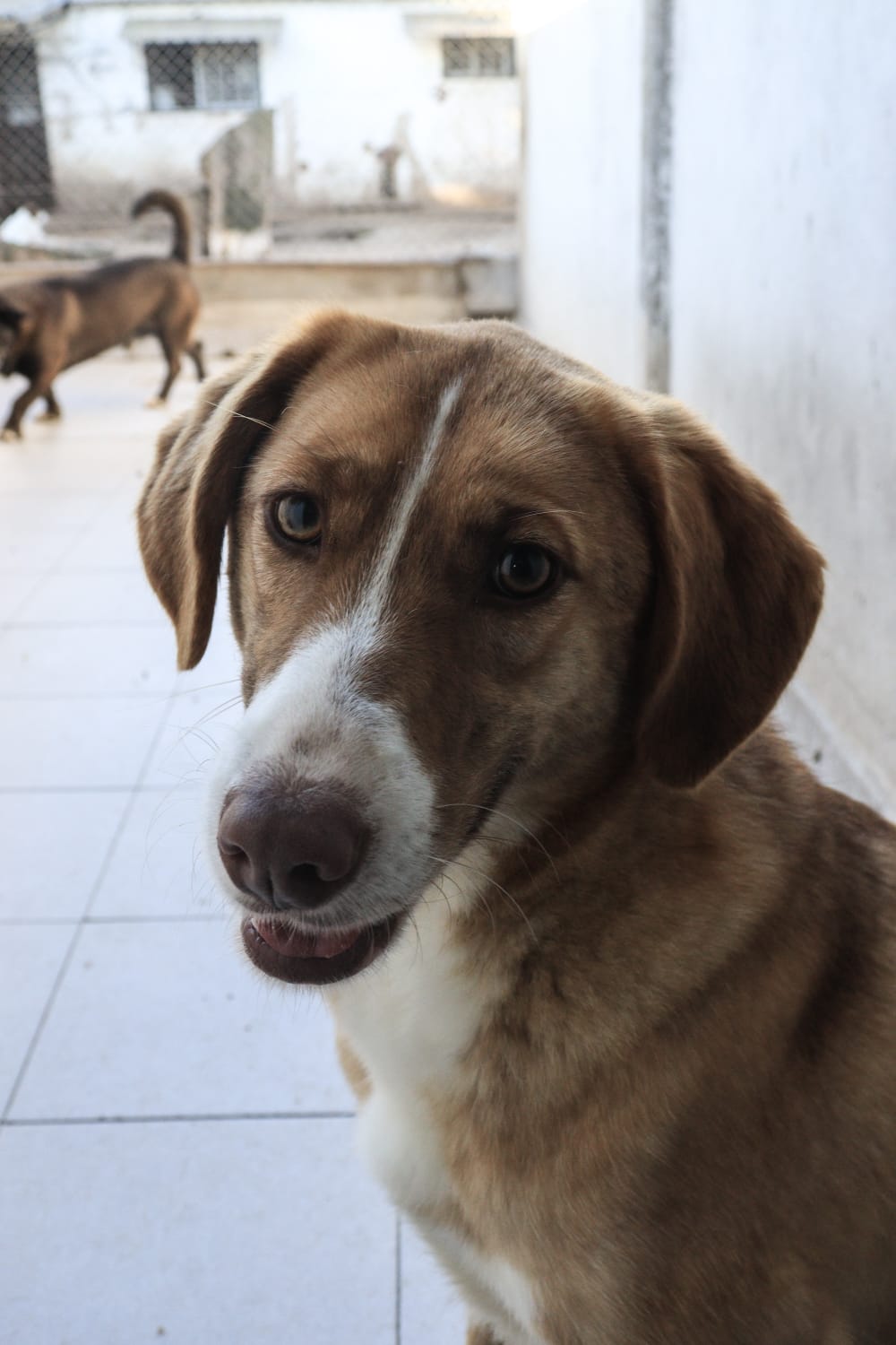 Luisa en adopción - Refugio Don Torcuato