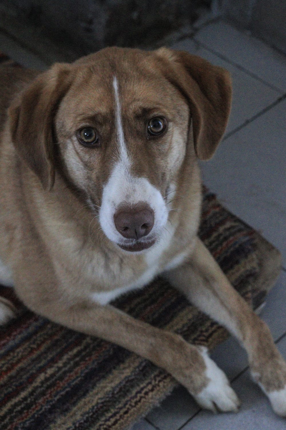 Luisa en adopción - Refugio Don Torcuato