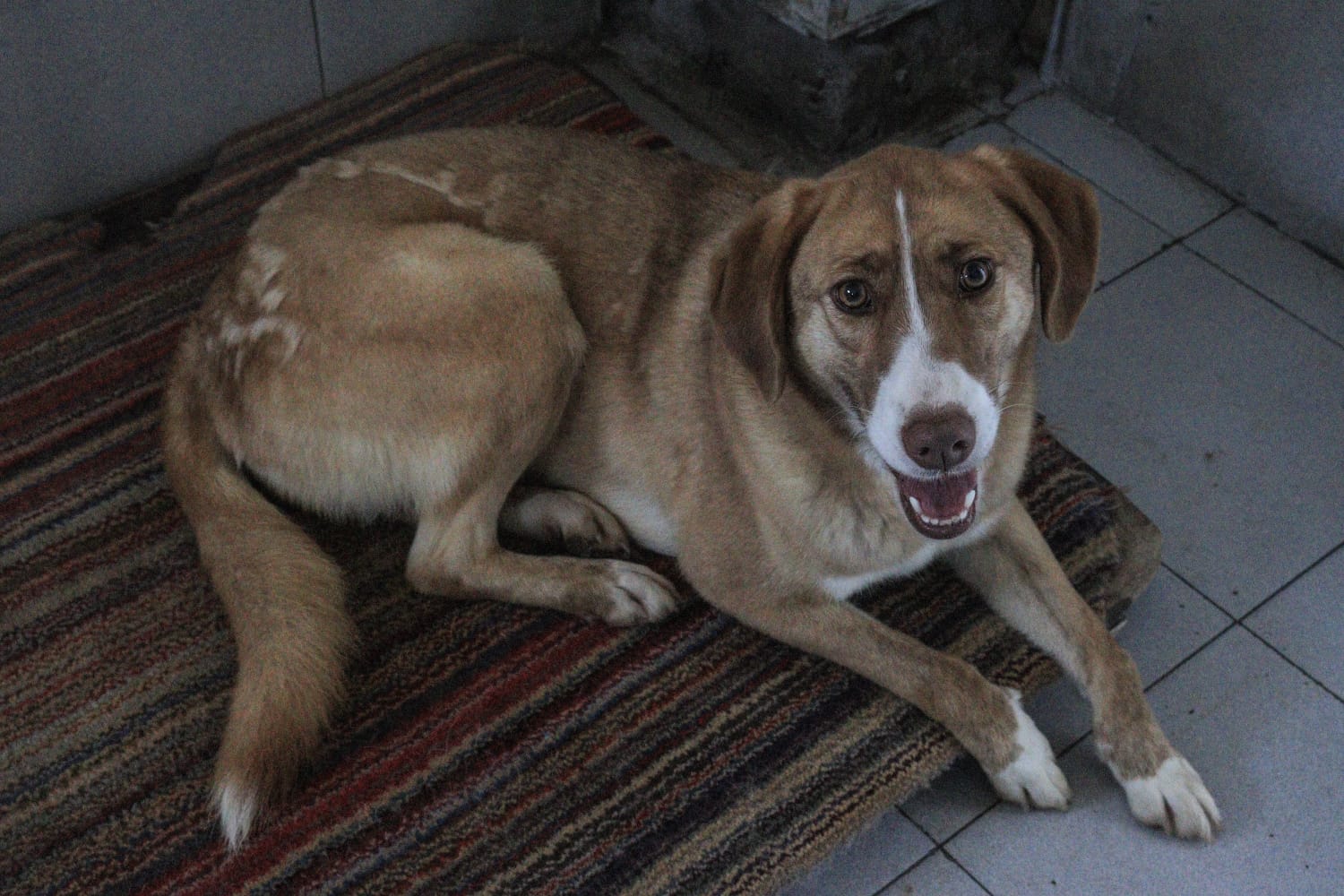 Luisa en adopción - Refugio Don Torcuato