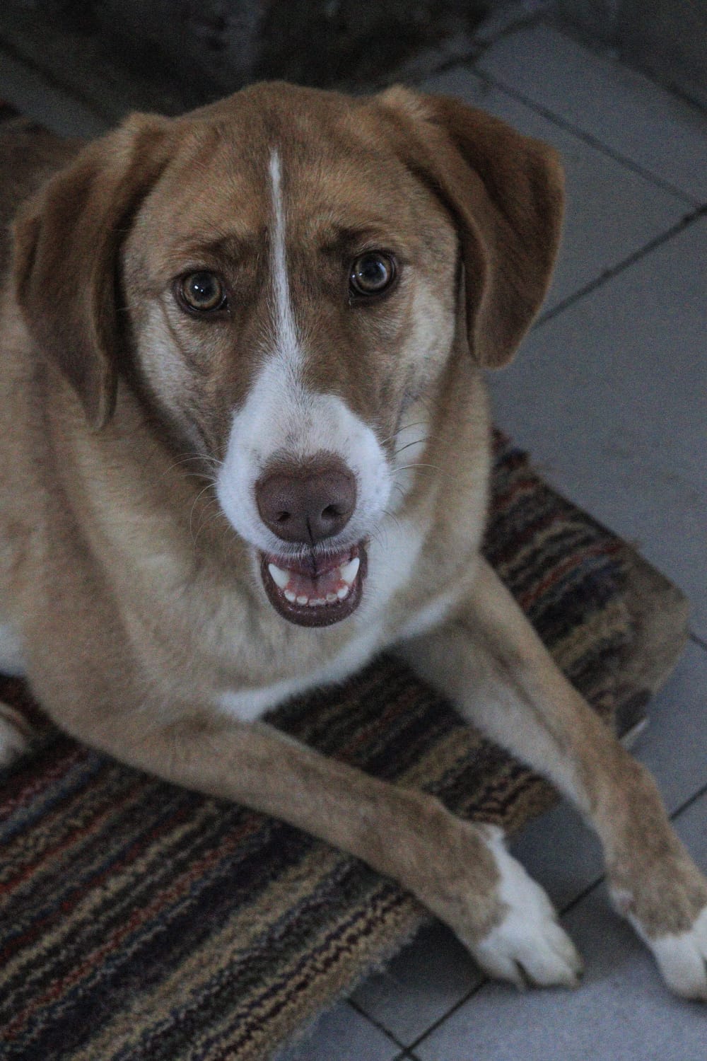 Luisa en adopción - Refugio Don Torcuato