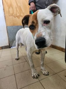 Gretel en adopción - Refugio Don Torcuato