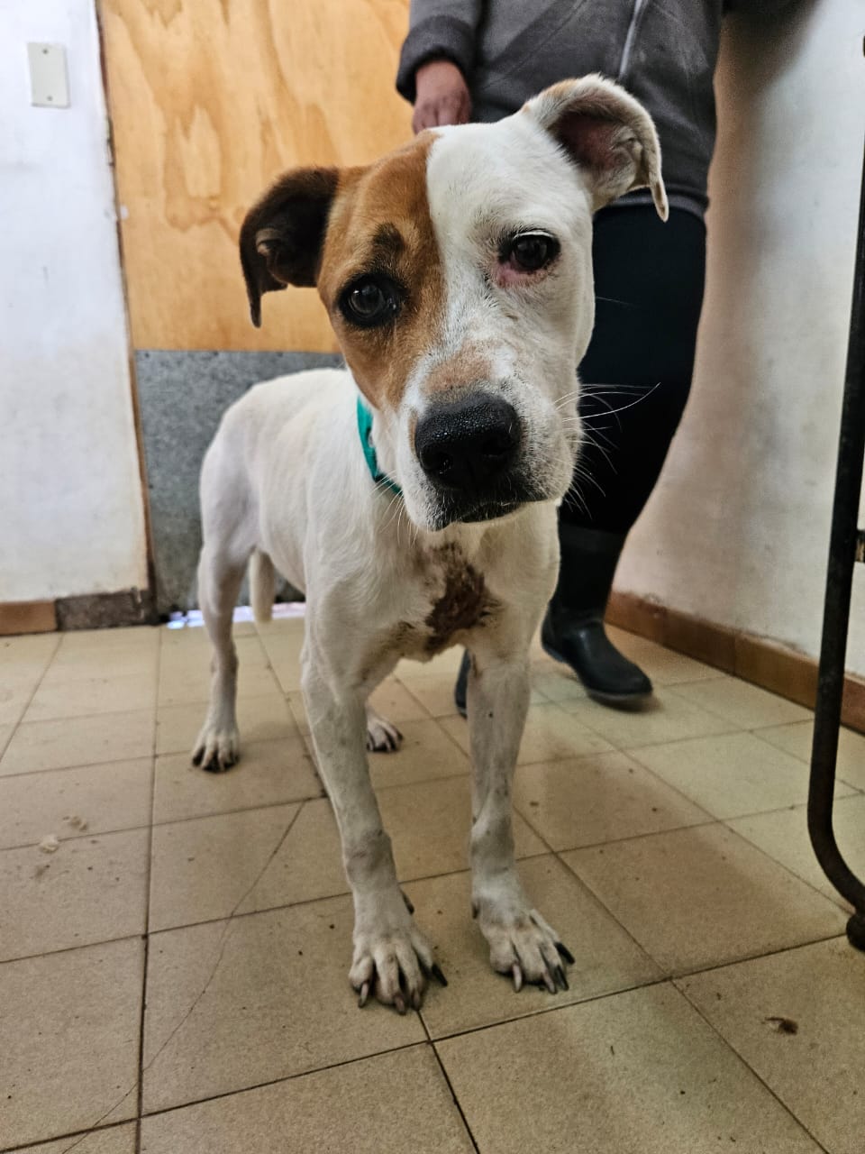 Gretel en adopción - Refugio Don Torcuato